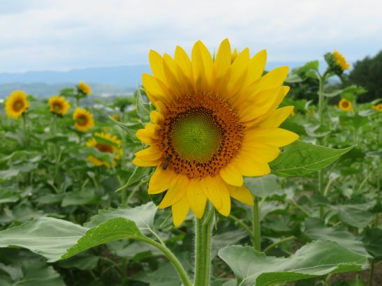 花日記｜北海道立サンピラーパーク（北海道名寄市）: 2025年7月